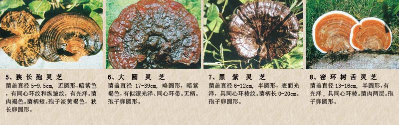 圖片關鍵詞 圖片關鍵詞